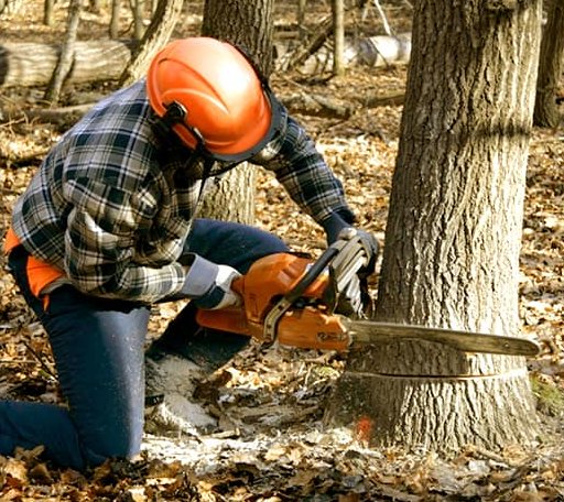 Tree Removal in Madison, CT